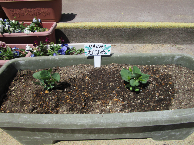 ５月の最新情報（野菜の苗植え・花まつり・園外保育・幼年消防クラブ編成式）を更新しました。